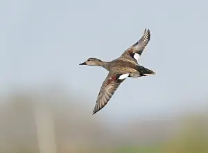 Gadwall Prints: Gadwall;Mareca strepera