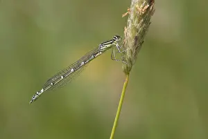 2011 Prints: Gaffelwaterjuffer; Dainty Bluet; Dainty Damselfly; Coenagrion sc