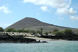 Galapagos Prints: Galapagos