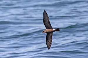 Images Dated 23rd May 2023: Galapagos Band-rumped Storm Petrel, Hydrobates castro bangsi