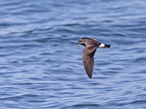Images Dated 23rd May 2023: Galapagos Band-rumped Storm Petrel, Hydrobates castro bangsi