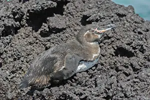 Images Dated 23rd May 2023: Galapagos penguin, Spheniscus mendiculus