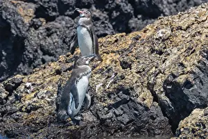 Images Dated 24th May 2023: Galapagos penguin, Spheniscus mendiculus
