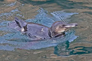 Images Dated 23rd May 2023: Galapagos penguin, Spheniscus mendiculus