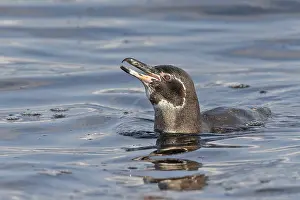 Images Dated 23rd May 2023: Galapagos penguin, Spheniscus mendiculus