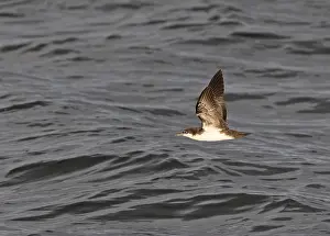 Images Dated 23rd May 2023: Galapagos shearwater, Puffinus subalaris