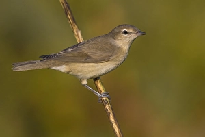 Images Dated 4th February 2020: Garden Warbler, Sylvia borin