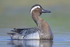 Garganey