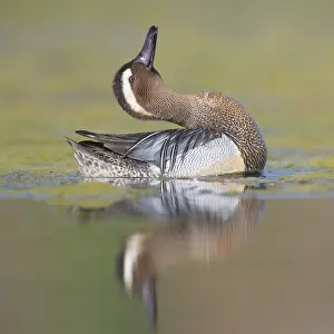 Drake Prints: Garganey