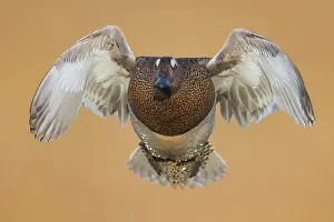 Drake Prints: Garganey