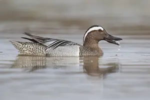 Drake Prints: Garganey