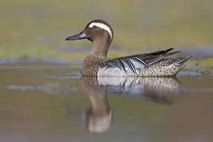 Drake Prints: Garganey