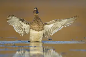 Drake Prints: Garganey
