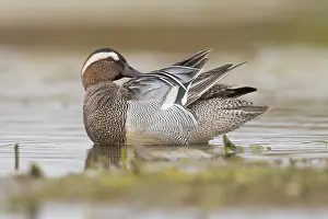 Drake Prints: Garganey
