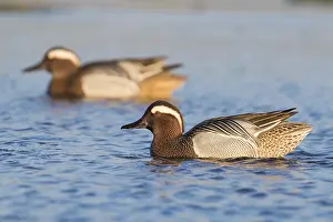 Marshes Prints: Garganey
