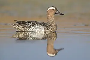 Images Dated 21st April 2018: Garganey