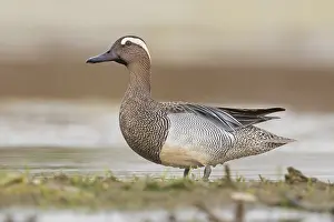 Low Perspective Prints: Garganey