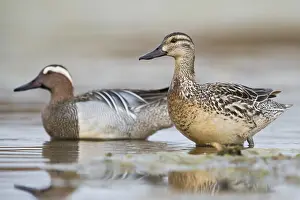 Low Perspective Prints: Garganey