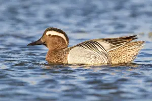 Low Perspective Prints: Garganey