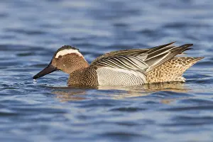 Low Perspective Prints: Garganey