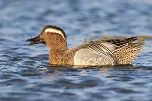Low Perspective Prints: Garganey