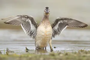 Garganey Prints: Garganey