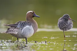 Scolopacidae Prints: Garganey