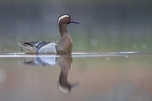 Images Dated 12th April 2018: Garganey; Anas querquedula