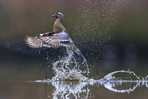 Images Dated 11th April 2018: Garganey; Anas querquedula