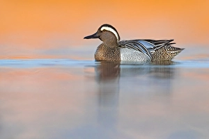 Images Dated 10th March 2020: Garganey, Anas querquedula