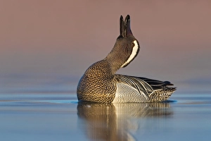 Images Dated 14th March 2019: Garganey, Anas querquedula