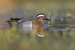 Colli Alti Prints: Garganey; Anas querquedula