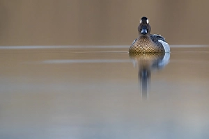 Images Dated 14th March 2018: Garganey; Anas querquedula