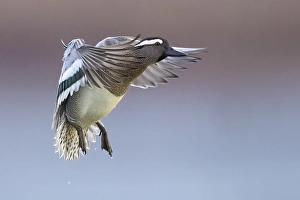 Colli Alti Prints: Garganey; Anas querquedula