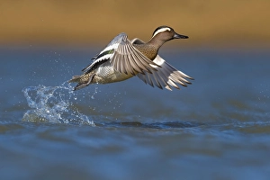 Images Dated 21st March 2019: Garganey, Anas querquedula