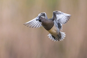 Images Dated 2nd April 2016: Garganey, Anas querquedula