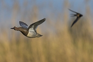 Images Dated 14th April 2016: Garganey, Anas querquedula