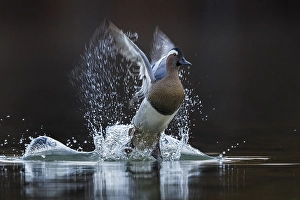 Colli Alti Prints: Garganey; Anas querquedula