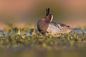 Colli Alti Prints: Garganey; Anas querquedula
