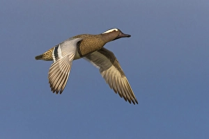 Images Dated 13th March 2016: Garganey, Anas querquedula
