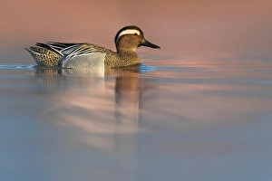 Images Dated 11th March 2020: Garganey, Anas querquedula