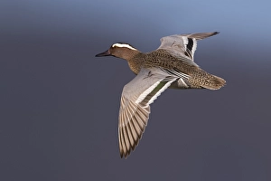 Images Dated 28th March 2019: Garganey, Anas querquedula