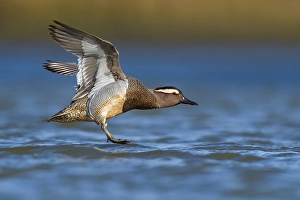 Images Dated 21st March 2019: Garganey, Anas querquedula