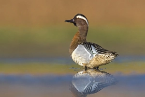 Images Dated 24th March 2019: Garganey, Anas querquedula