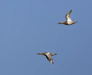 Querquedula Prints: Garganey, Anas querquedula