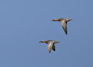 Querquedula Prints: Garganey, Anas querquedula