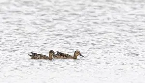 Images Dated 27th August 2018: Garganey, Anas querquedula