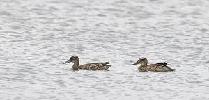 Images Dated 27th August 2018: Garganey, Anas querquedula