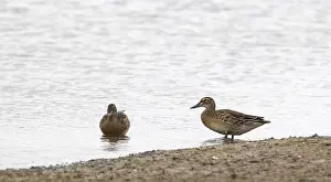 Images Dated 27th August 2018: Garganey, Anas querquedula