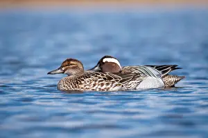 Images Dated 15th April 2021: Garganey; Anas querquedula